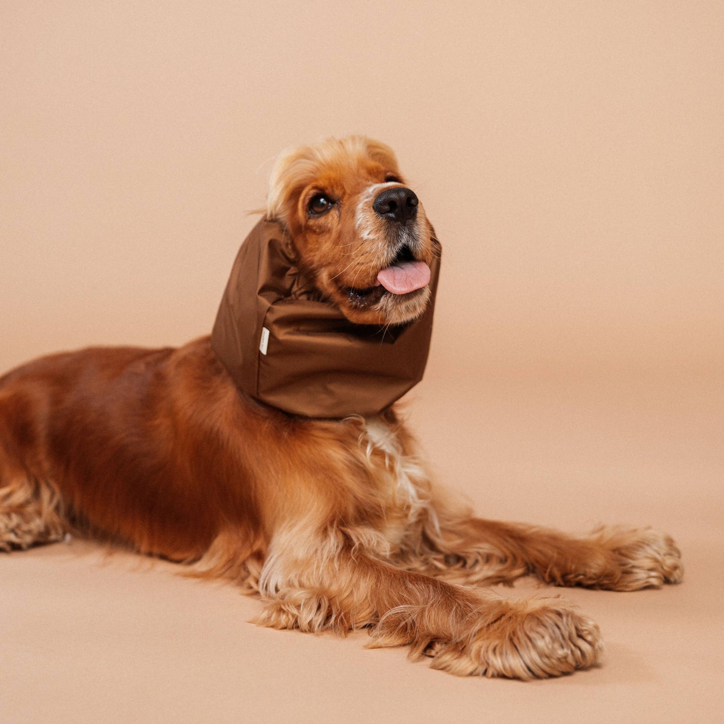 Snood imperméable pour cocker