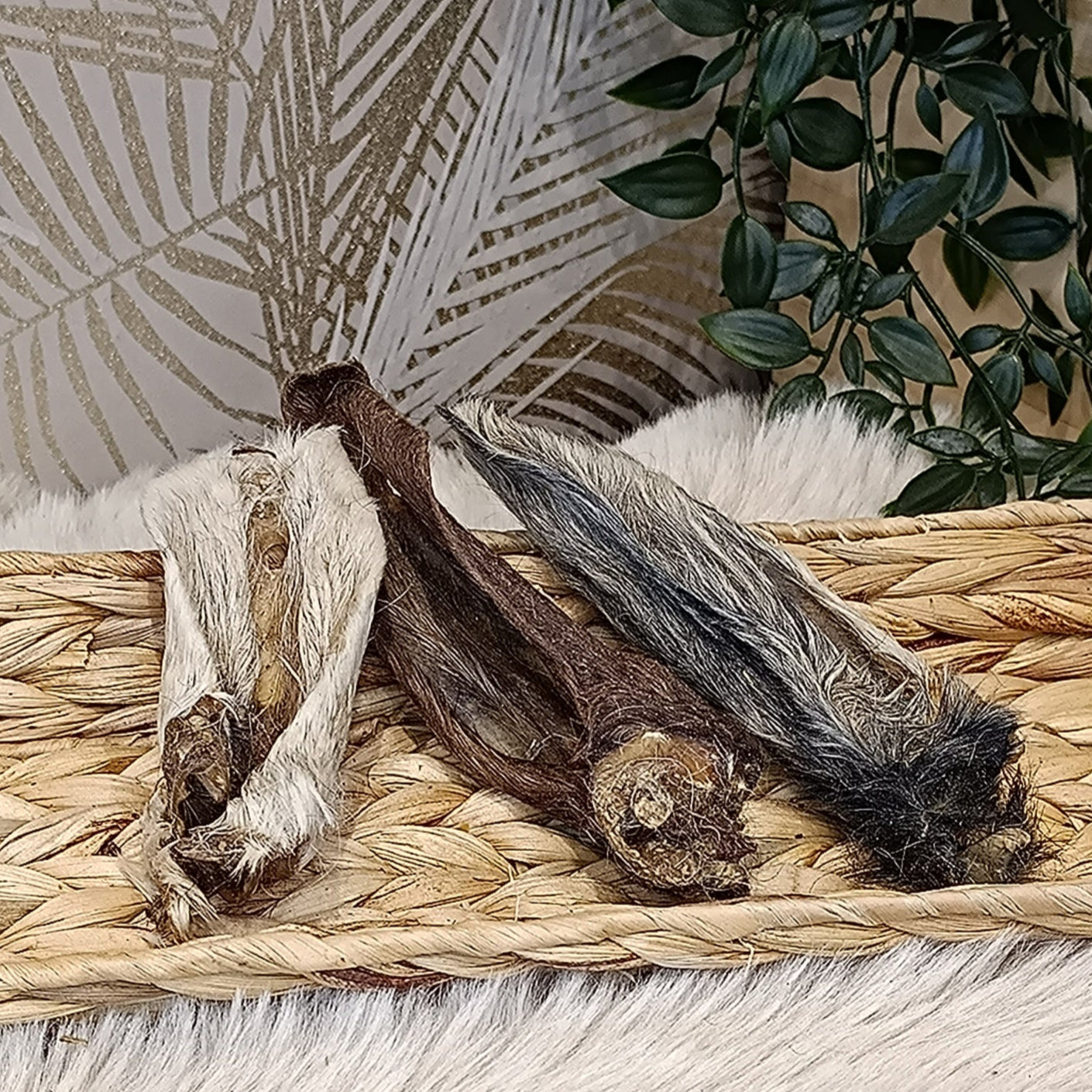 Oreille d'agneau avec poils