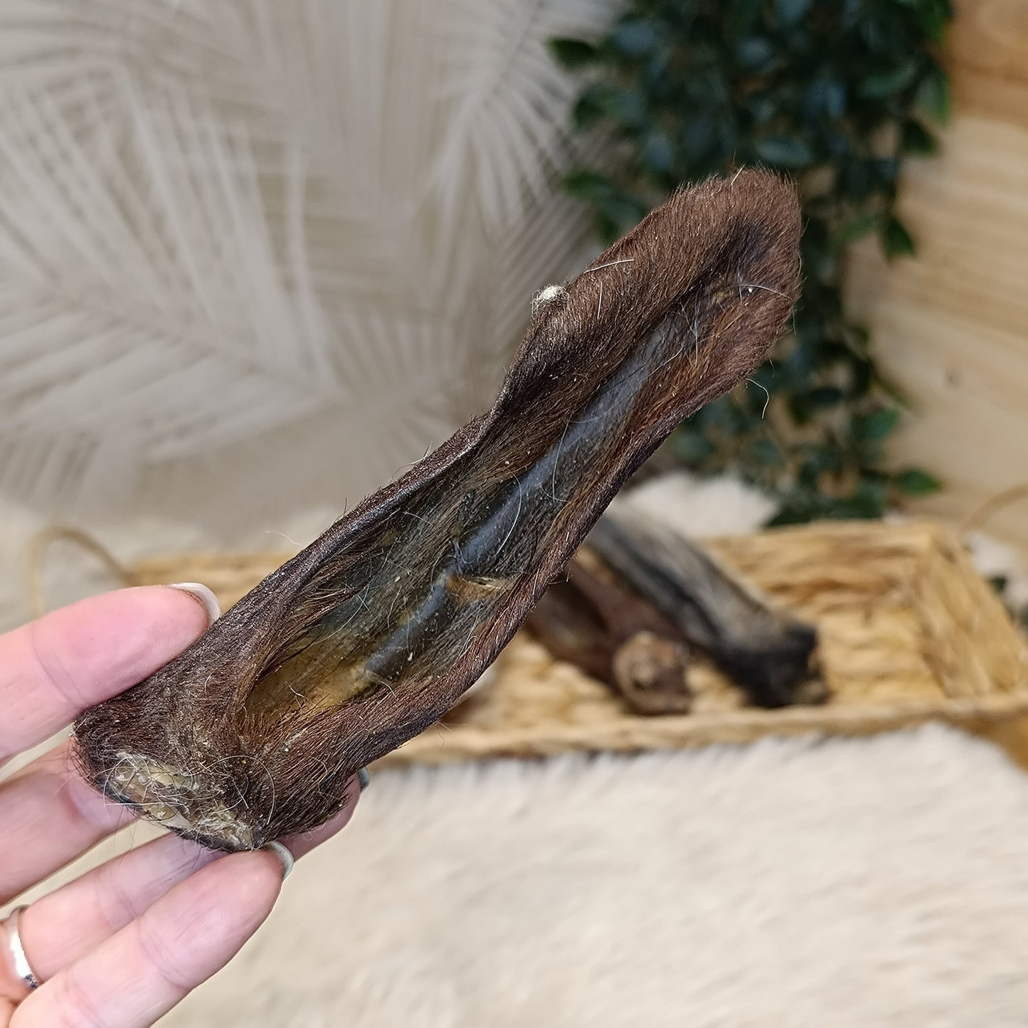 mix de mastication pour chien à l'agneau. Oreille d'agneau, oreille d'agneau avec poils, disque croquant d'agneau, saucisson d'agneau