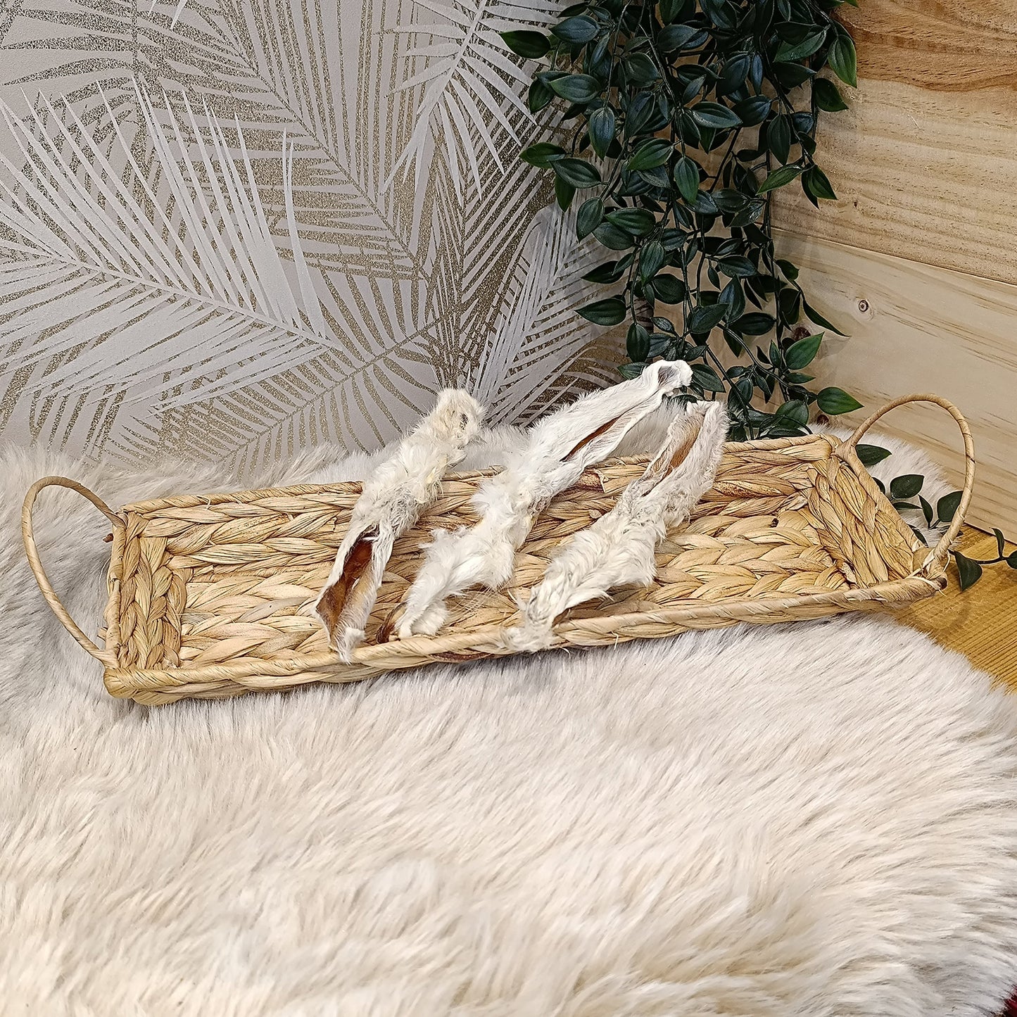 Oreille de lapin avec poils