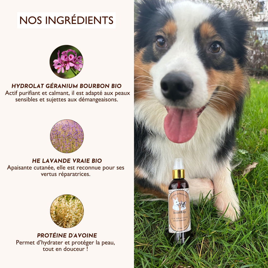 Démangeaison chien : L'eau miraculeuse