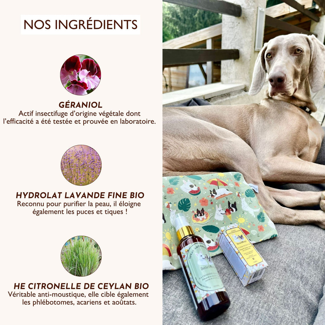 Lotion antiparasitaire : La croisière sans bête