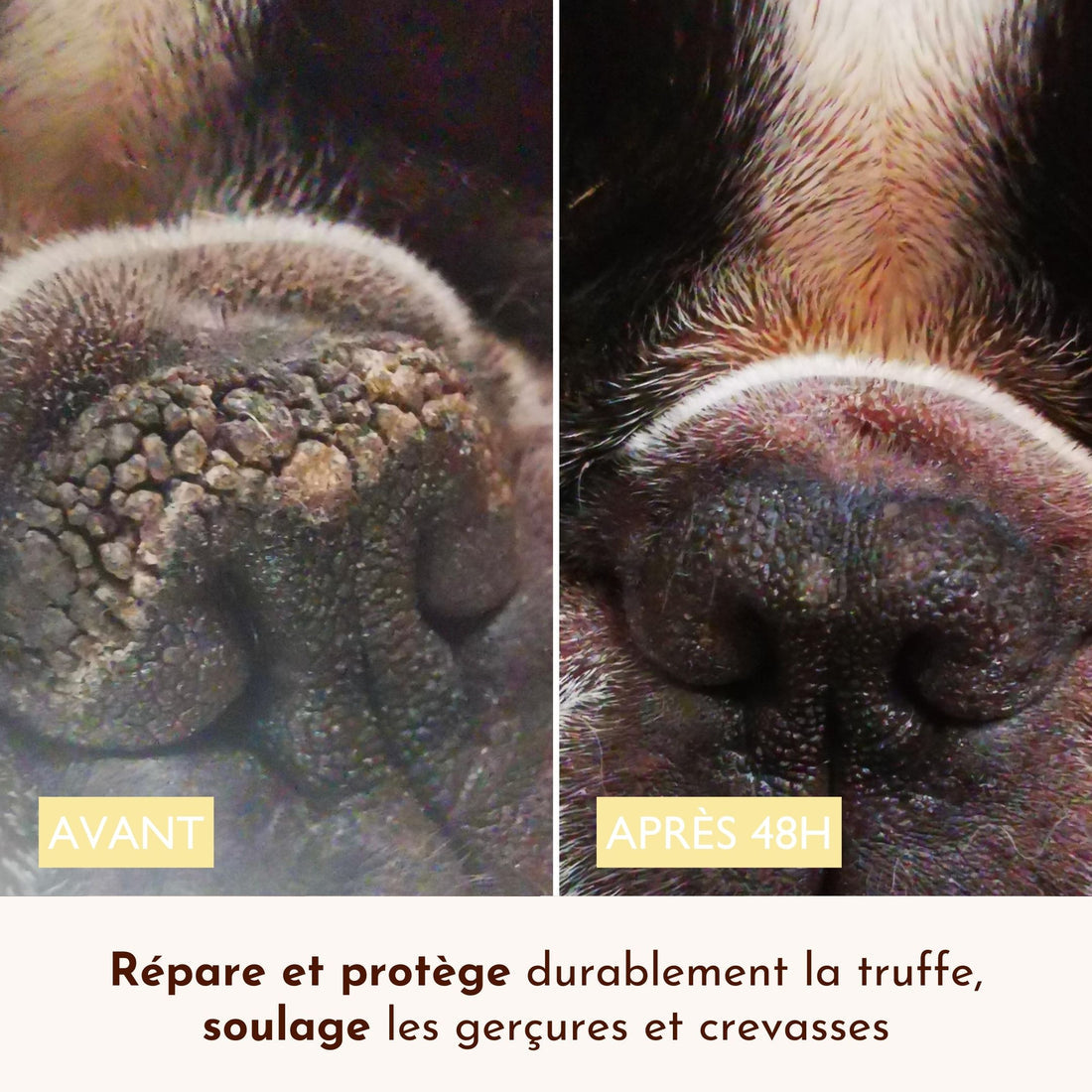 Baume truffe chien : Belle truffe