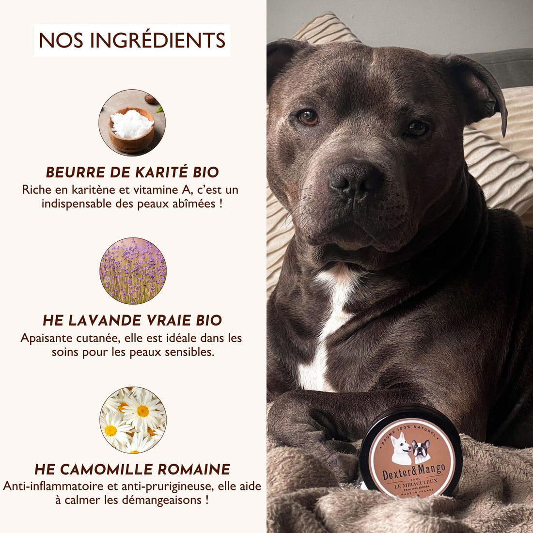 Baume anti démangeaison pour chien : Le Miraculeux