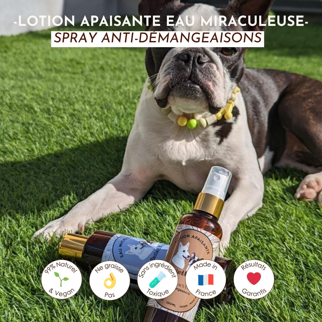 Démangeaison chien : L'eau miraculeuse