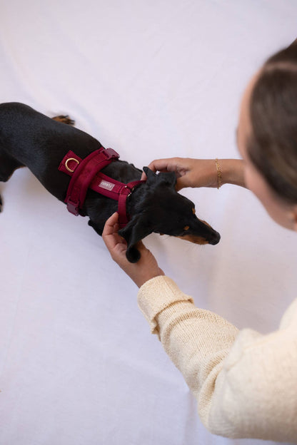 Harnais confort pour chien - Bordeaux