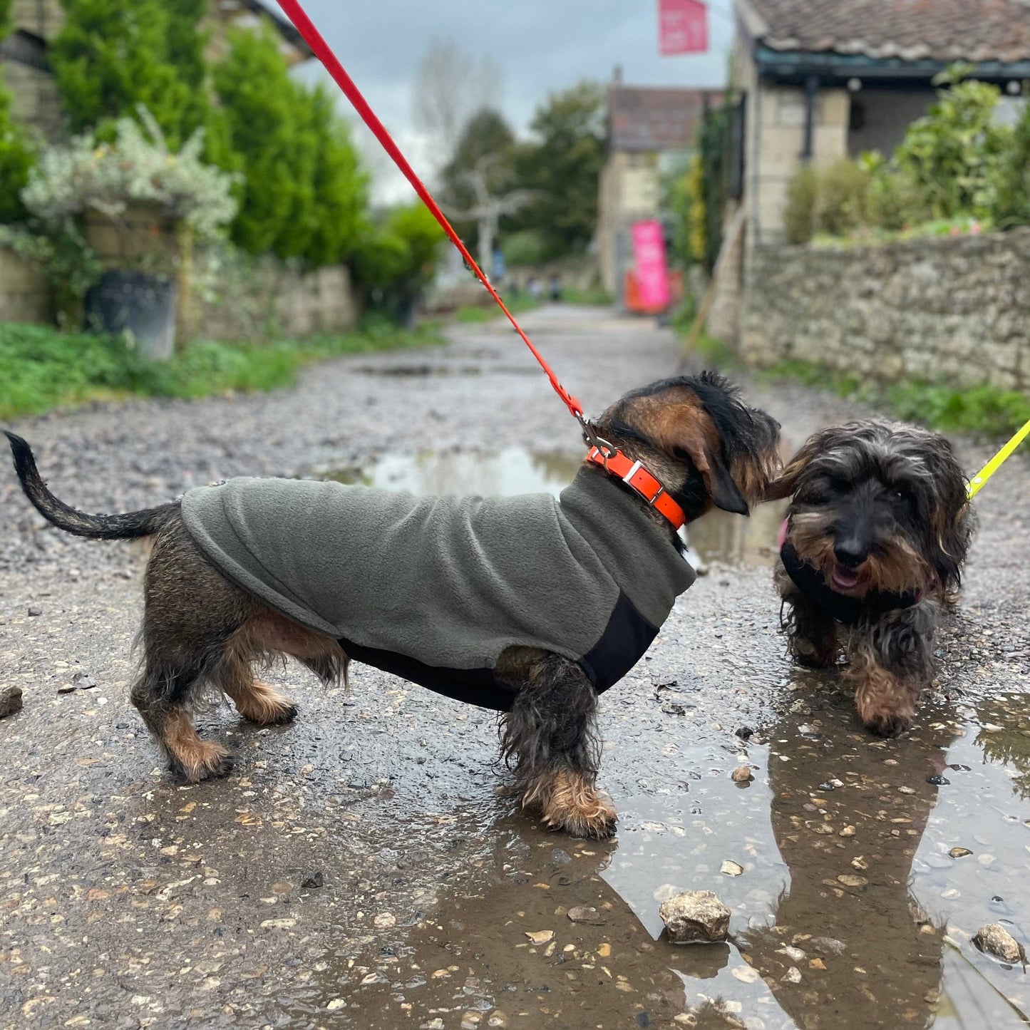 Pull polaire avec panneau ventral imperméable - Spécial Teckel standard