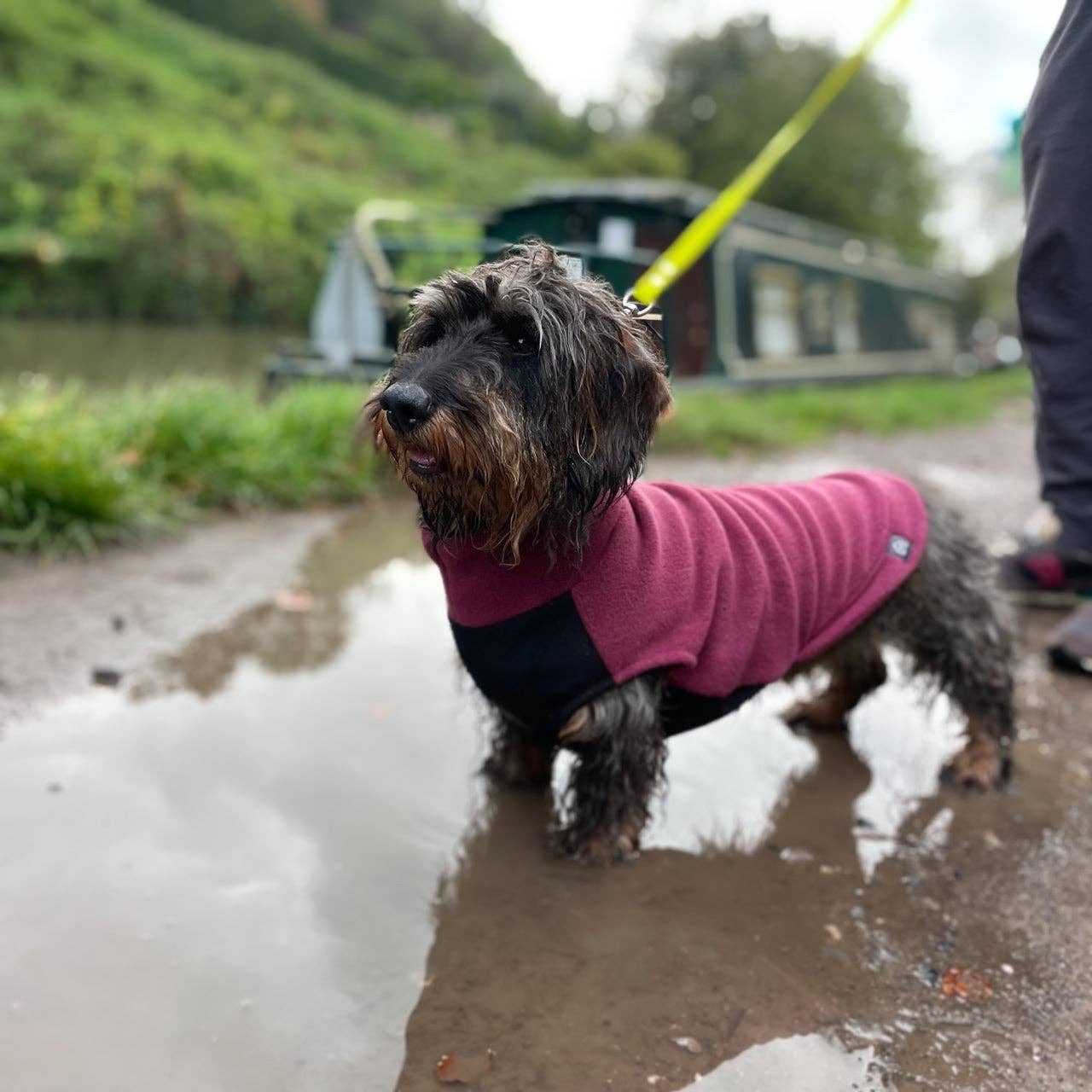 Pull polaire avec panneau ventral imperméable - Spécial Teckel standard