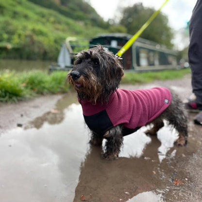 Pull polaire avec panneau ventral imperméable - Spécial Teckel standard