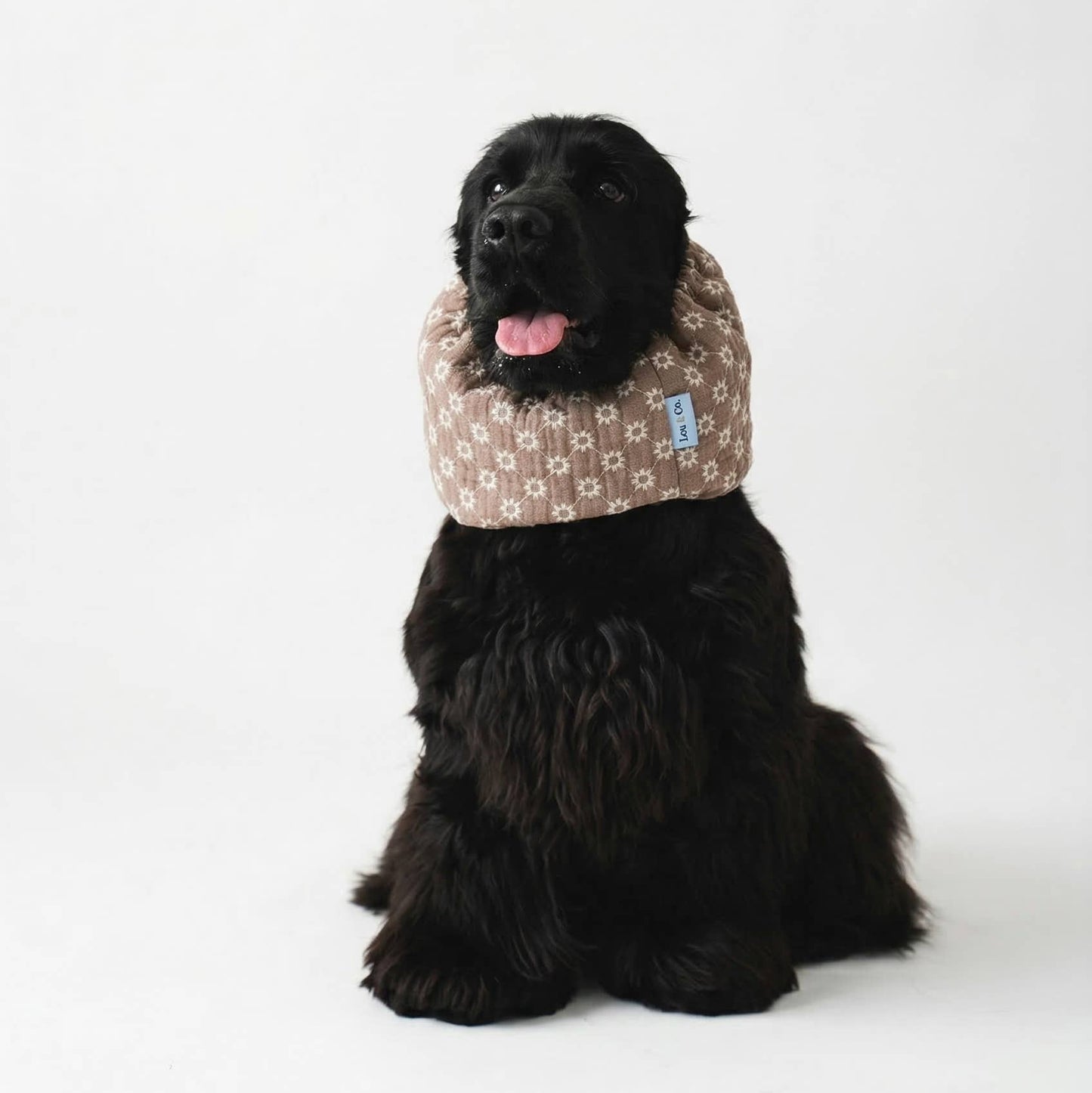 Snood d'été pour chien - Sable Marguerite