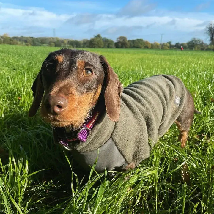 Pull polaire avec panneau ventral imperméable - Spécial Teckel standard