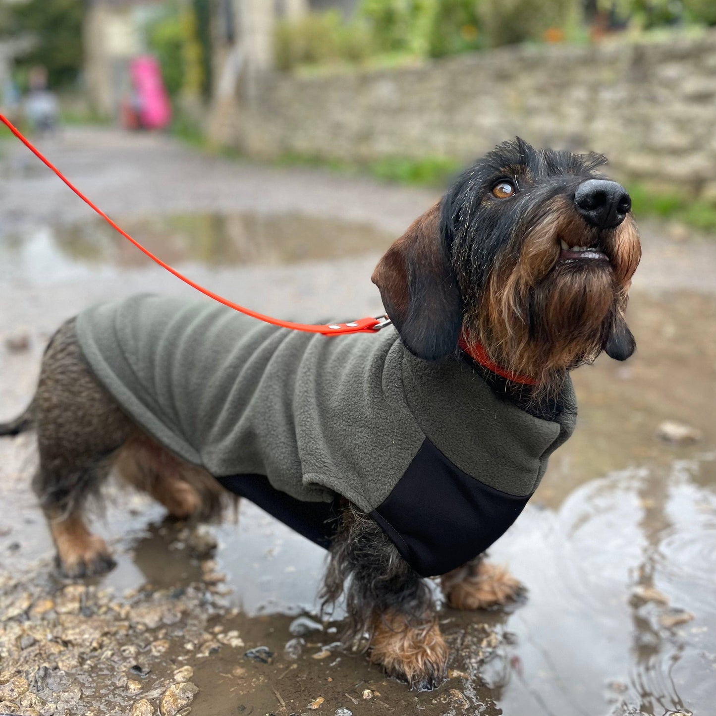 Pull polaire avec panneau ventral imperméable - Spécial Teckel standard