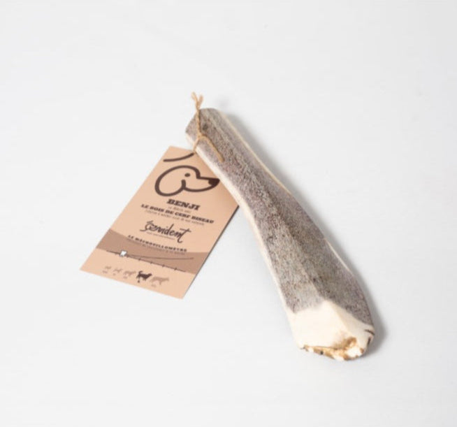 Bois de cerf biseau