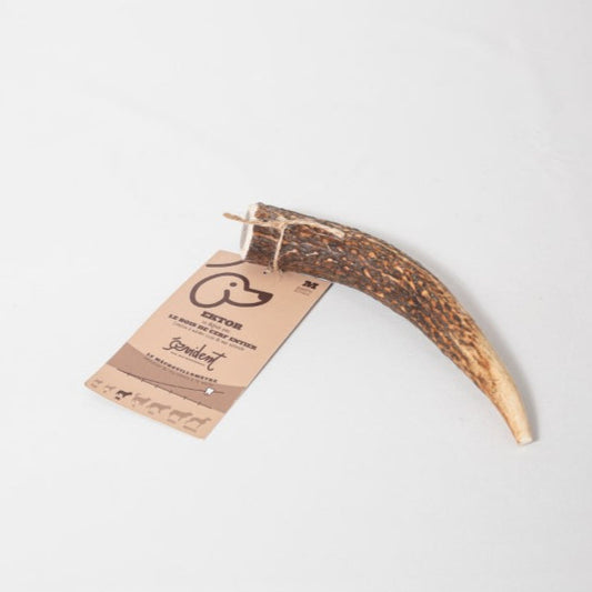Bois de cerf entier