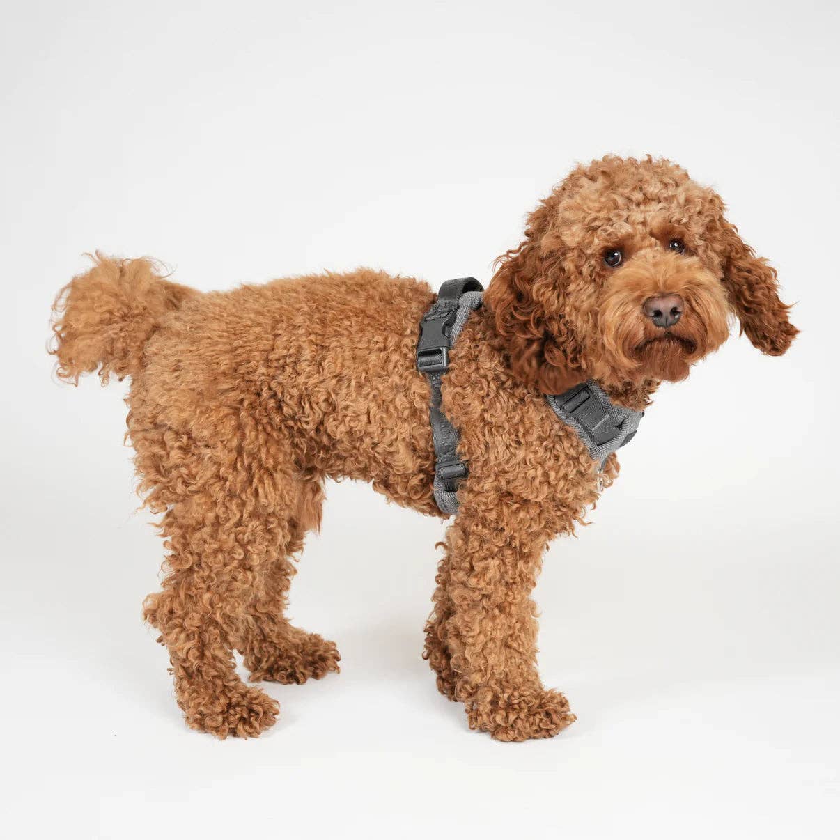 Harnais pour chien Elma | Bleu Poussiéreux (gris)