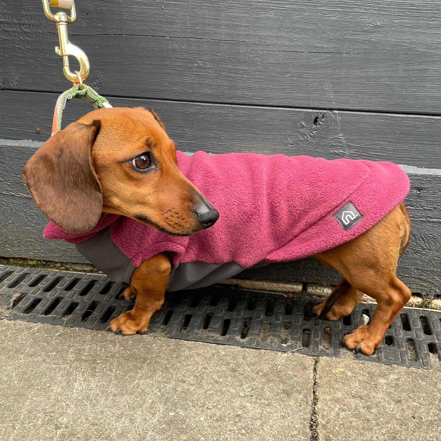 Pull polaire avec panneau ventral imperméable – spécial teckels miniatures