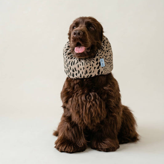 Snood d'été pour chien - Dune