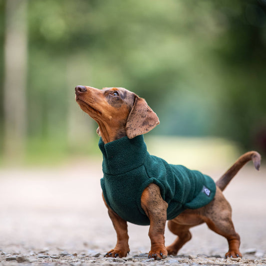 Pull polaire - Spécial Teckel