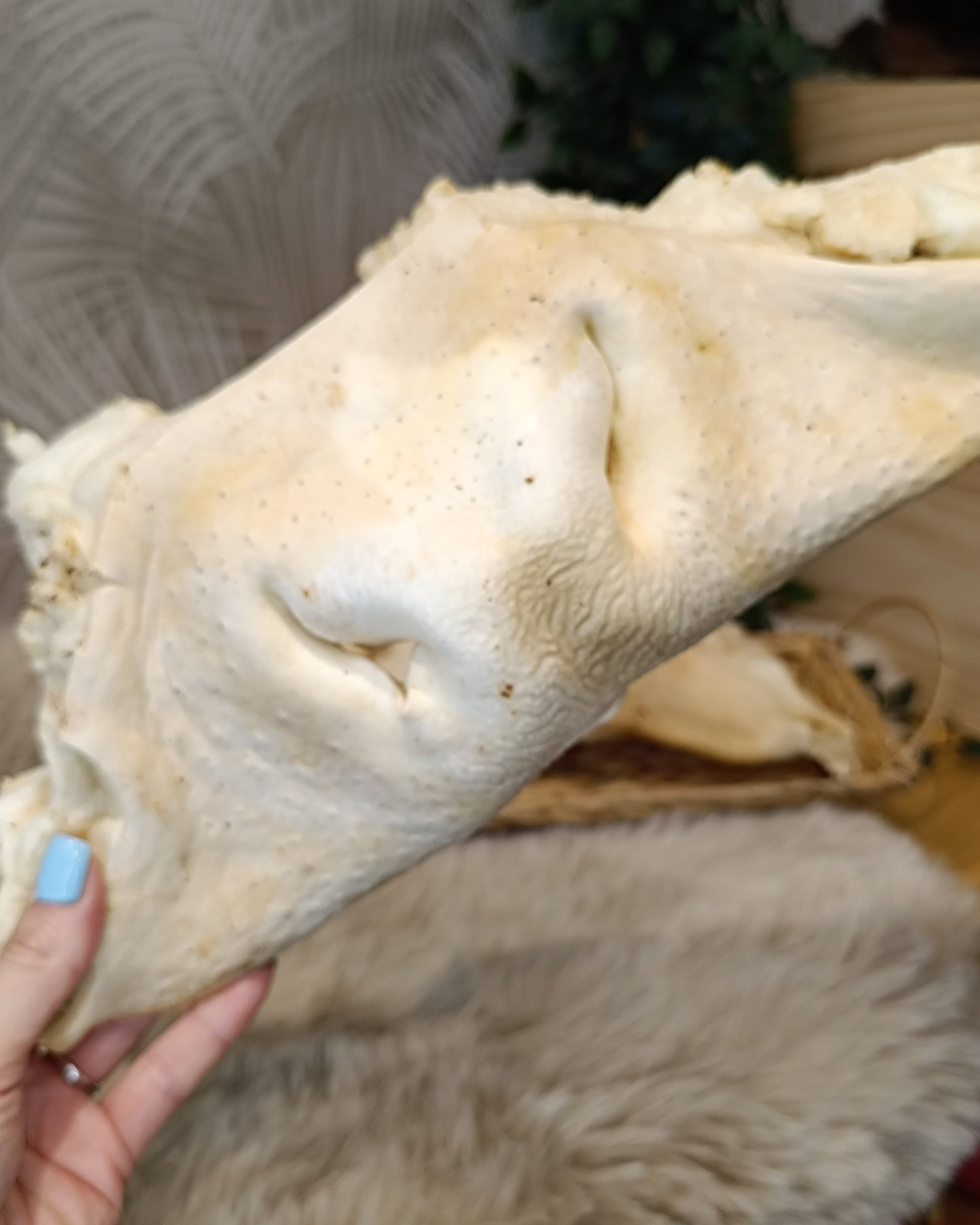 Nez de Bœuf Blanc