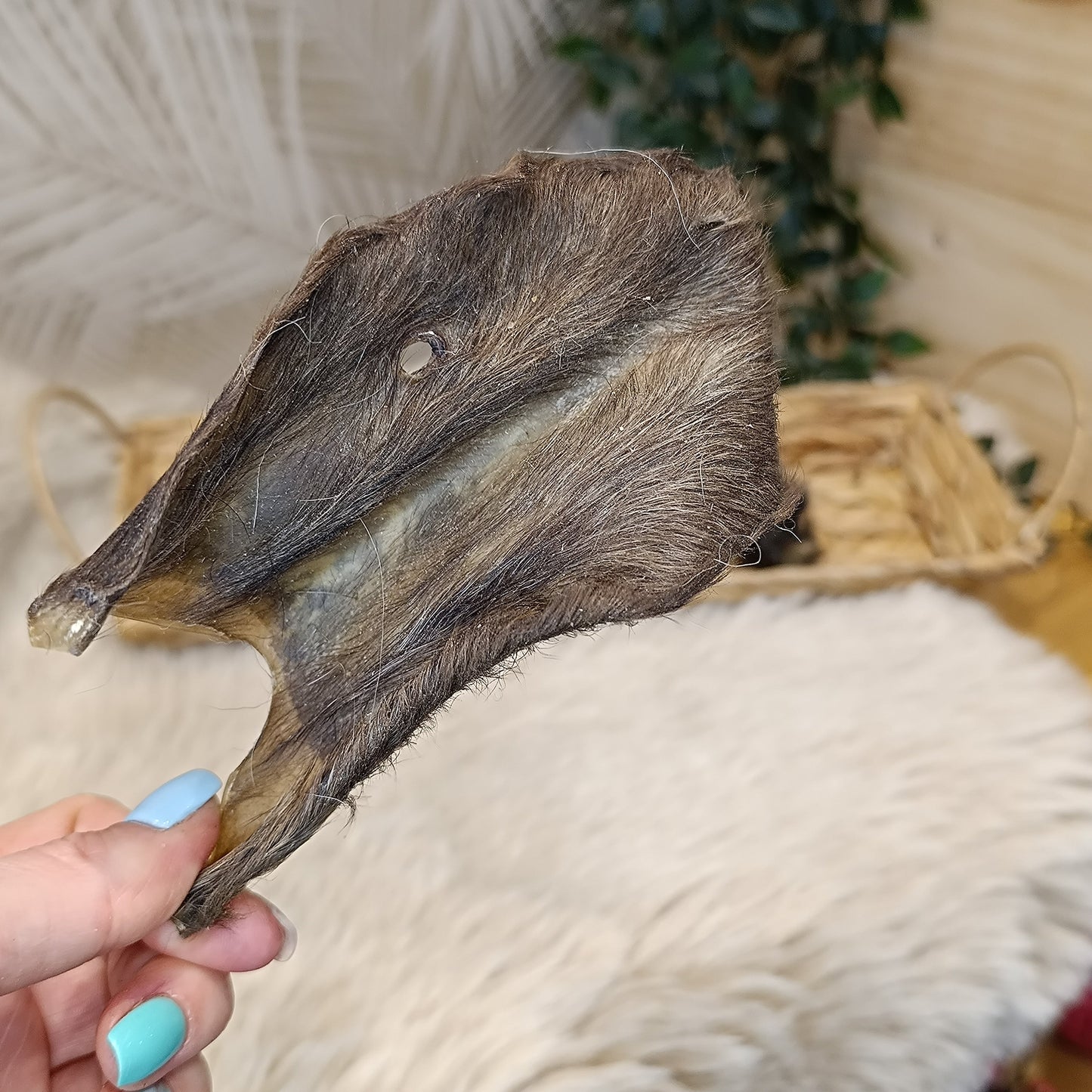Oreille d'agneau avec poils