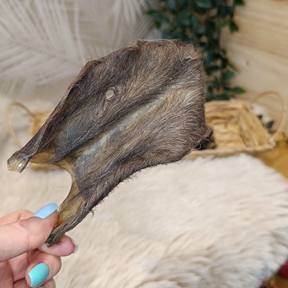 Oreille d'agneau avec poils