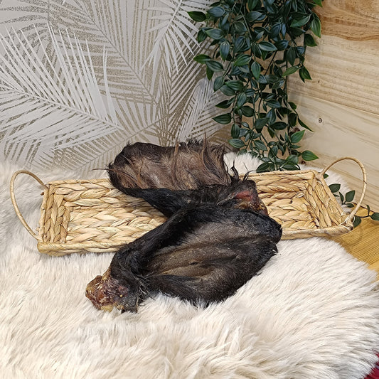 Oreille de boeuf avec poils