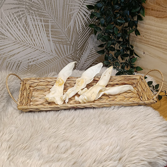 Oreille de lapin blanche