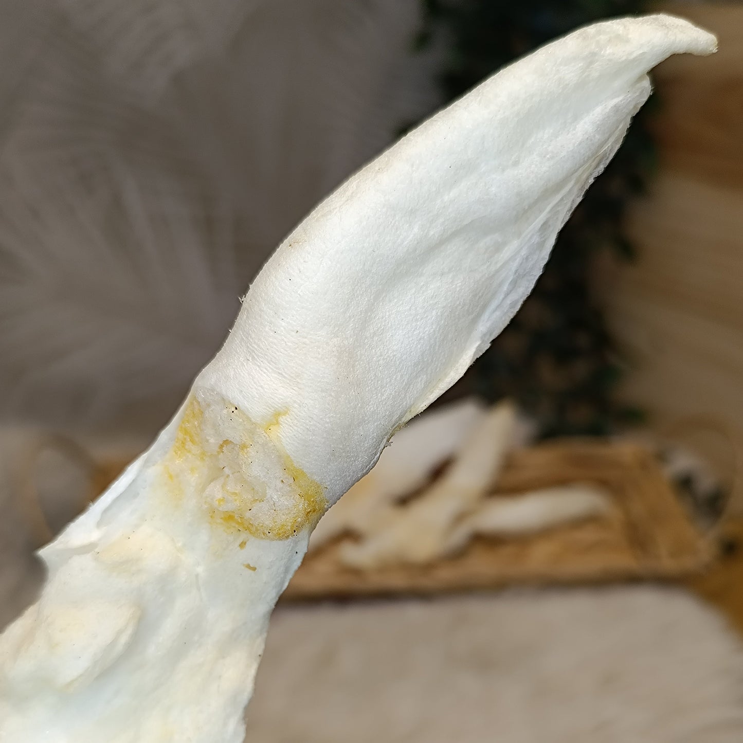 Oreille de lapin