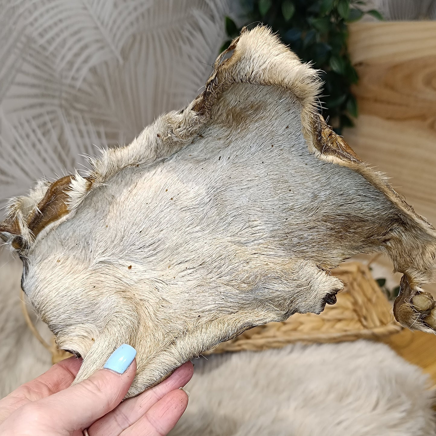 Plaque de peau boeuf avec poils