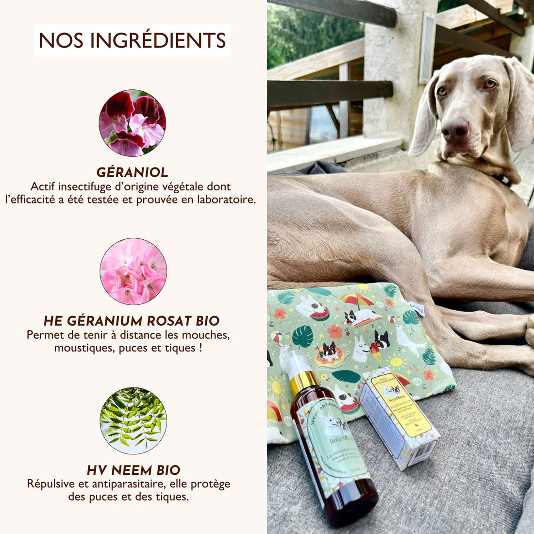 Antiparasitaire pour chien : L'huile Élixir Fèléfuir