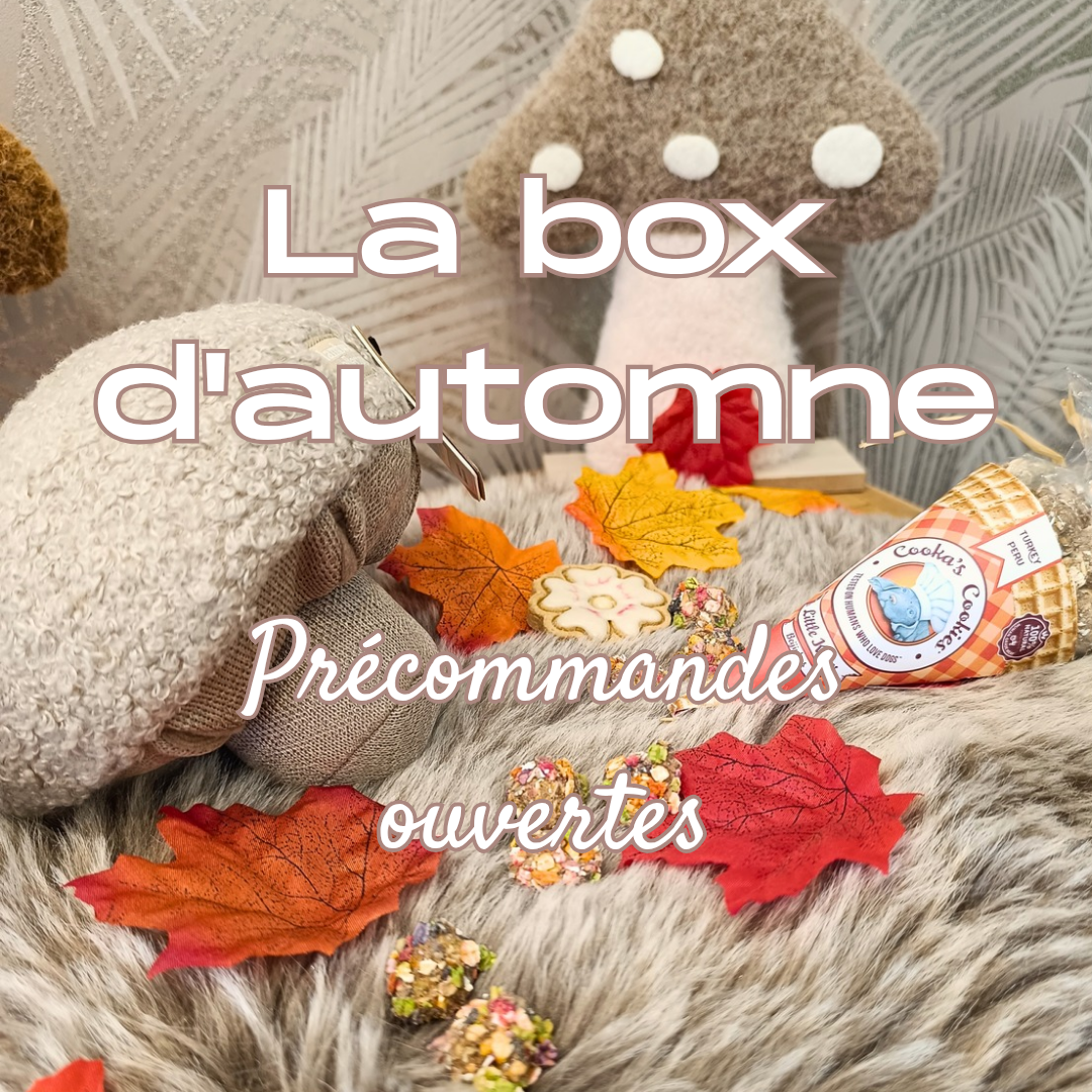 Box d’automne pour chien – Version automne ou Halloween