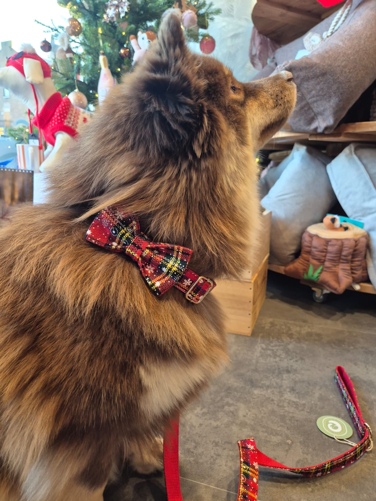 Collier Tartan Noël