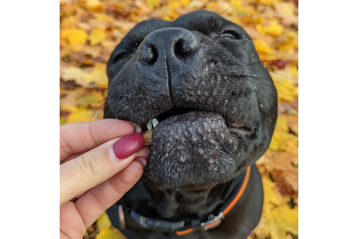 Frenchy - la friandise bucco-dentaire