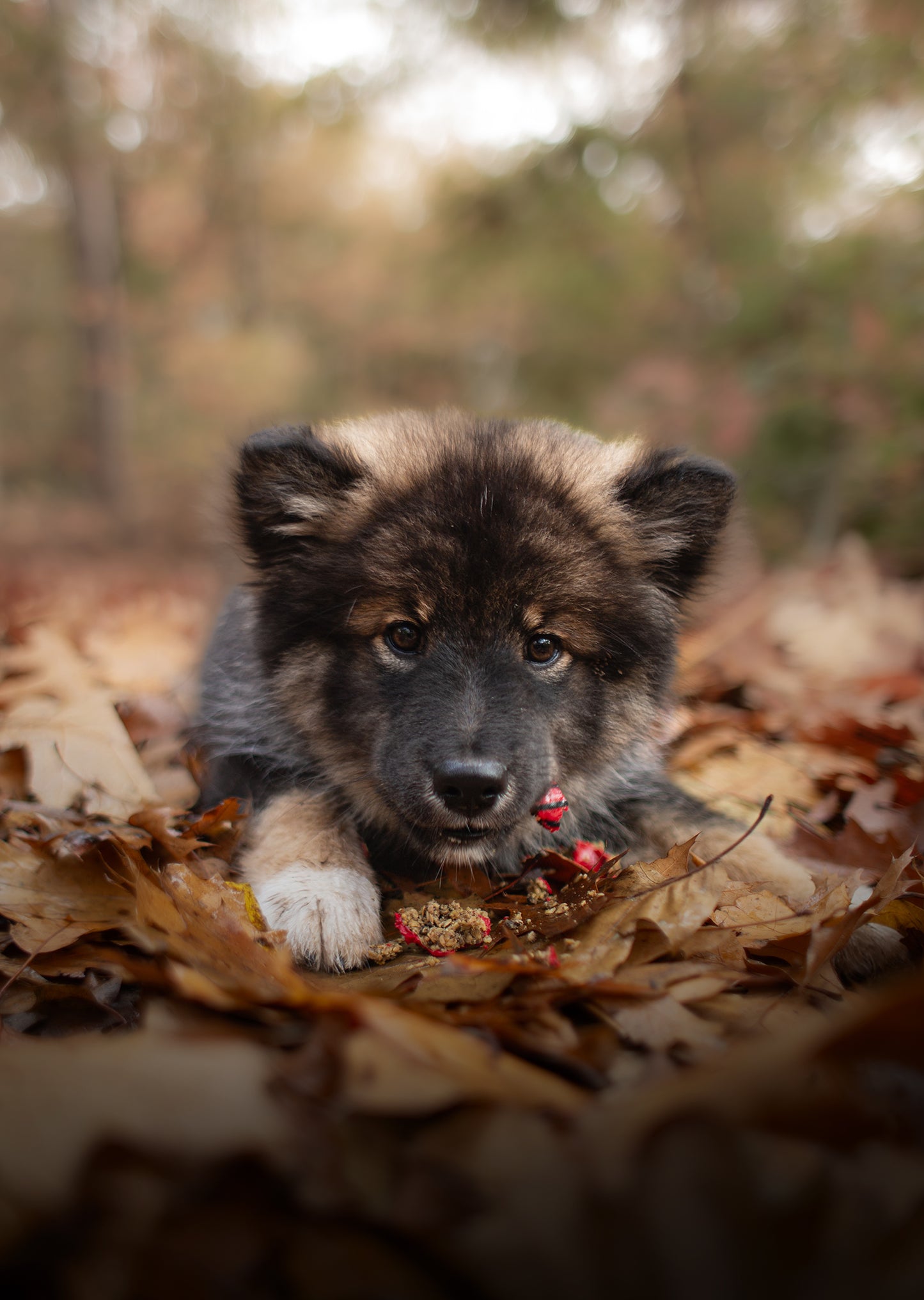 Donuts d’Halloween