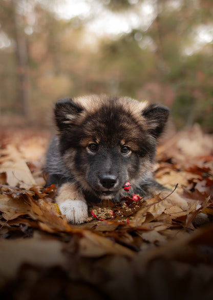 Donuts d’Halloween