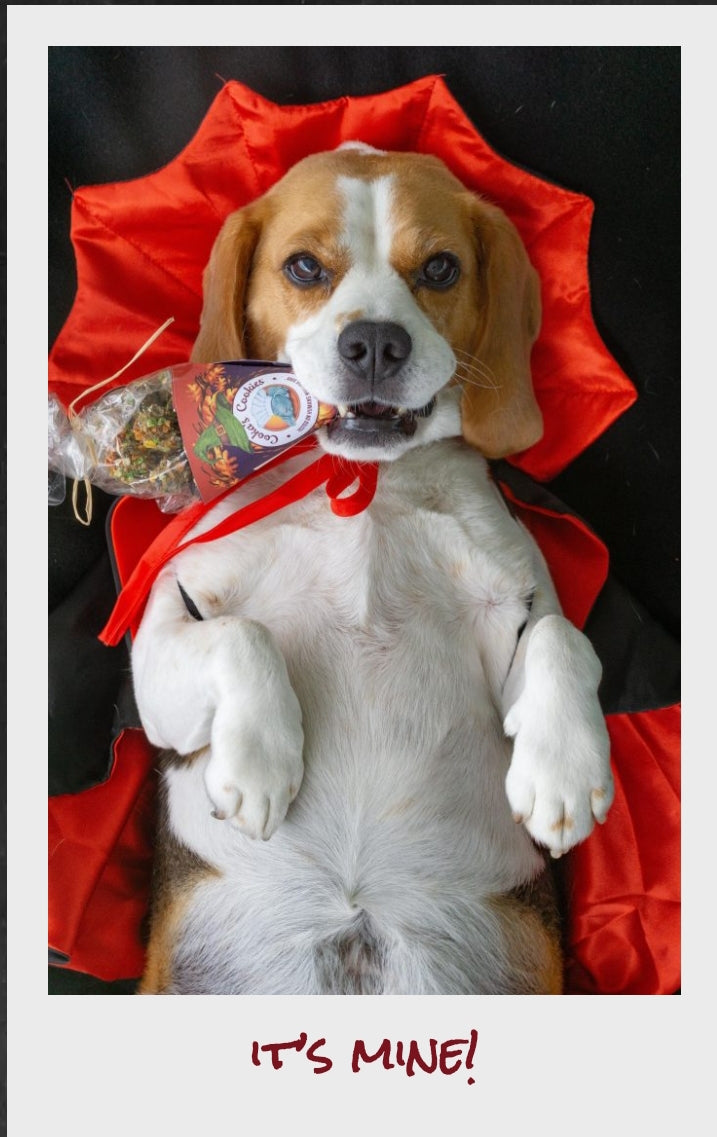 Friandises d’Halloween “Witch Treats”