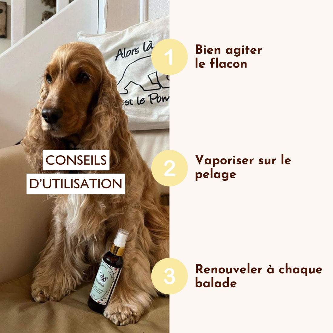 Lotion antiparasitaire : La croisière sans bête