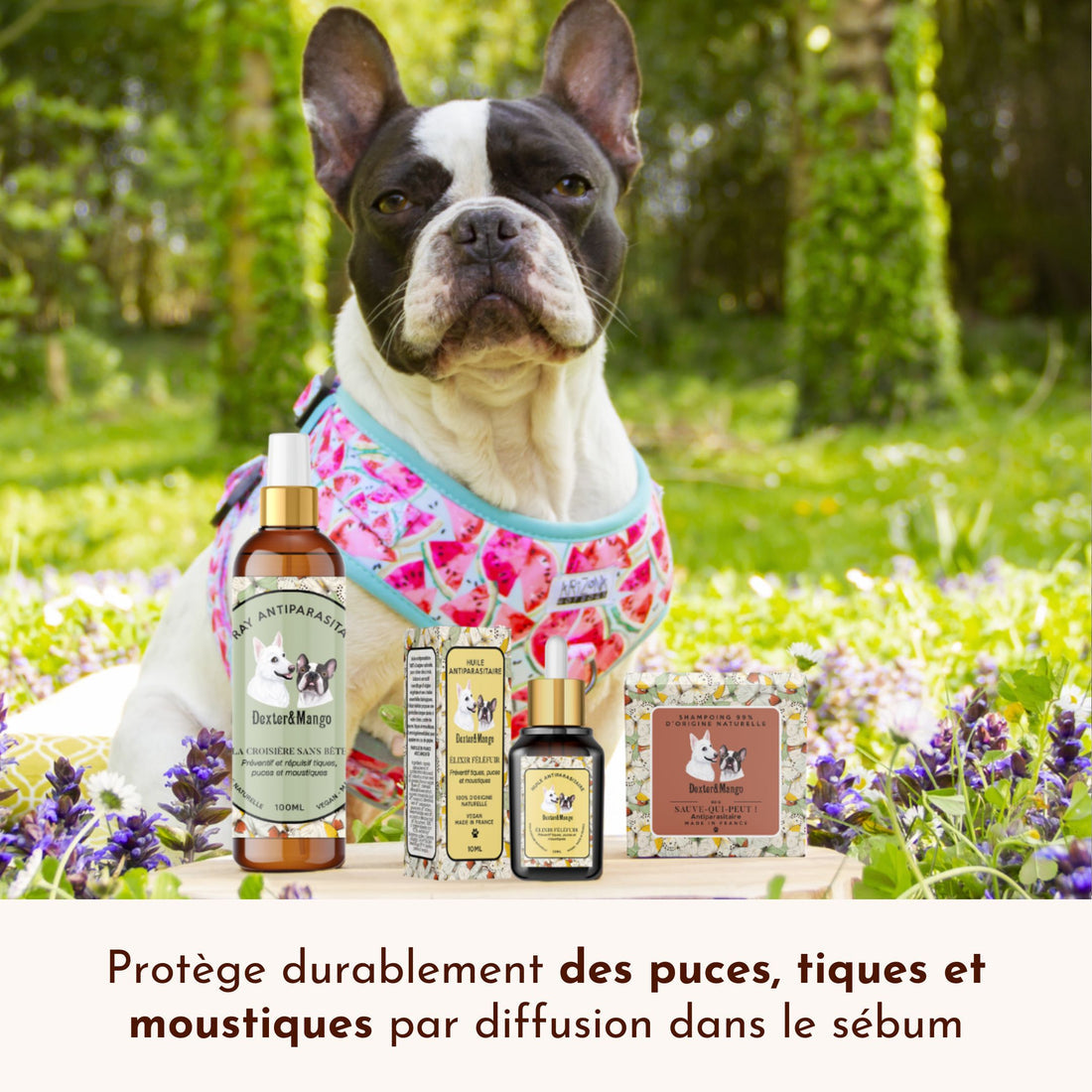 Antiparasitaire pour chien : L'huile Élixir Fèléfuir