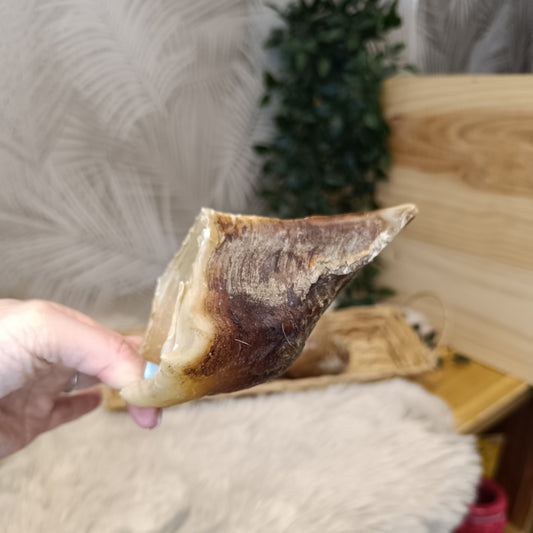 Sabot de Boeuf